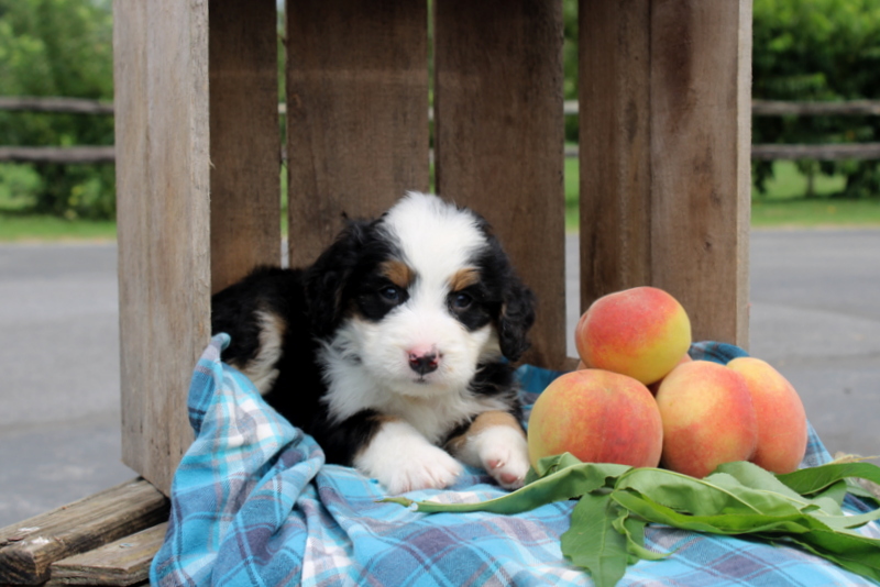 puppy, for, sale, Mini Bernedoodle F2, Matthew B. Stoltzfus, dog, breeder, Gap, PA, dog-breeder, puppy-for-sale, forsale, nearby, find, puppyfind, locator, puppylocator, aca